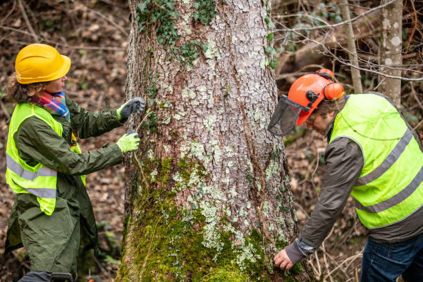 Trusted Lowell, AR Tree Services Experts