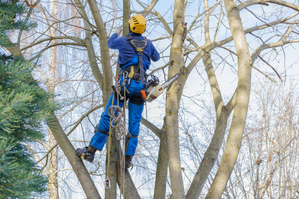 How Our Tree Care Process Works  in  Lowell, AR